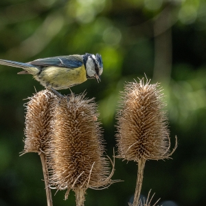 Redwell   27 05 2020   D500   Les 361.jpg